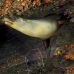 lion_sea_galapagos_cou_v_0233_ecu1341_rv.jpg